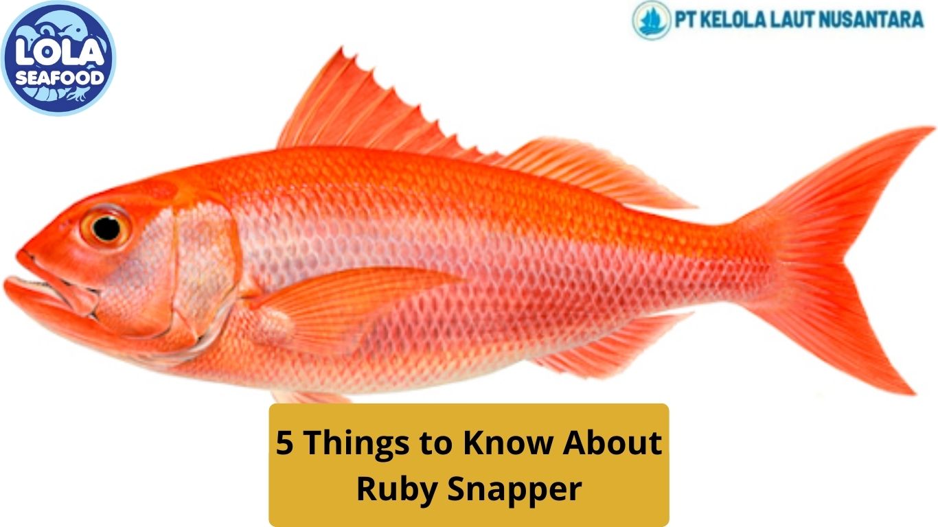 5 Things to Know About Ruby Snapper